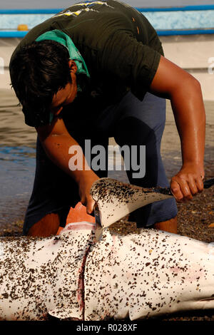 Les nageoires de requin, requin mako, Isurus oxyrinchus, Mer de Cortez, Mexique Banque D'Images