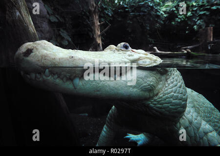 Alligator mississippiensis, Alligator, captive, Floride Banque D'Images