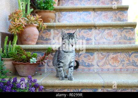 Chaton, 3 mois, noir tabby, assis sur l'escalier Banque D'Images