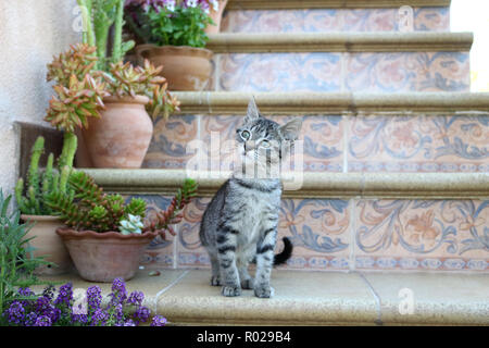 Chaton, 3 mois, noir tabby, assis sur l'escalier Banque D'Images