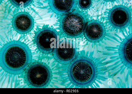 Porpita porpita, bouton bleu, est un qui vit sur l'hydroïde flottante la surface de l'eau et se nourrit de petits animaux planctoniques. Le Mexique, l'Océan Pacifique Banque D'Images