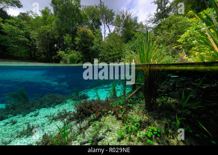 Ichetucknee Springs State Park, Floride Banque D'Images