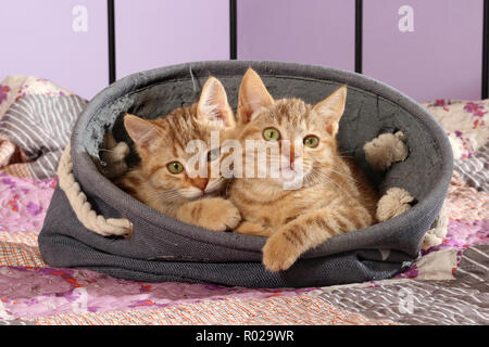 Deux chatons de gingembre, 2 mois, couché dans un panier Banque D'Images