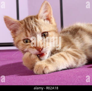 Portrait d'un jeune chaton de gingembre avec un drôle de visage Banque D'Images