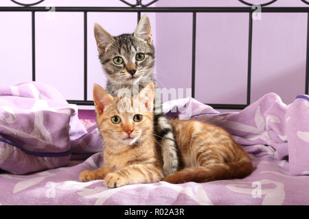 Deux chatons, 10 semaines, rouge et noir tabby tabby, câlins Banque D'Images