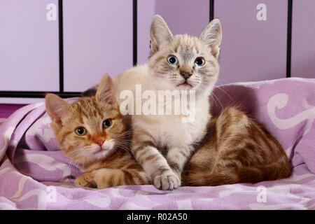 Deux chatons, 10 semaines, red tabby et seal tabby point, câlins Banque D'Images