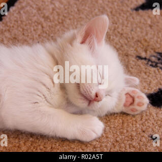 Chaton blanc, 5 semaines, dormir Banque D'Images