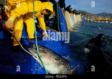 Le thon rouge, Thunnus thynnus, la récolte, le Mexique, l'Océan Pacifique Banque D'Images