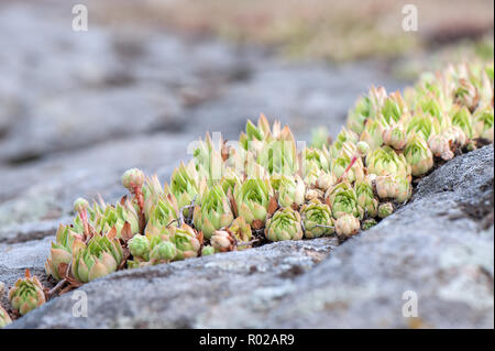 Rosettes de certaines plantes succulentes sauvages poussant sur les rochers, gros plan. Banque D'Images