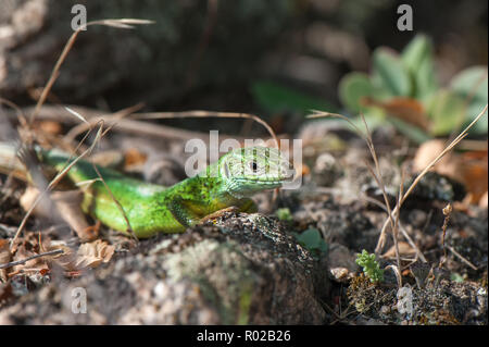 Petit lézard vert au soleil, gros plan. Banque D'Images