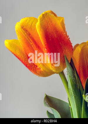 Tulipe Tulipa,forme un genre de plantes herbacées vivaces en fleurs à ressort liliacée vivace bulbifère géophytes Banque D'Images