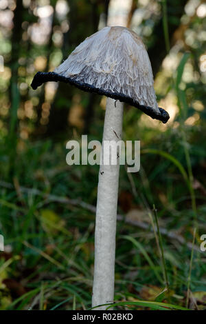Shaggy - Coprinus comatus Cap d'encre Les Liquifiing à Woodland Banque D'Images