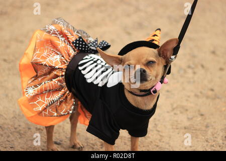 Un mignon petit chien chihuahua portant un costume pour l'Halloween a l'air mécontent d'être habillé Banque D'Images