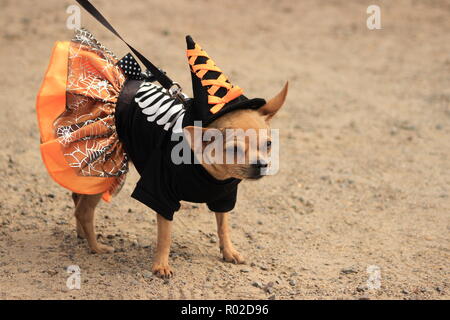 Un mignon petit chien chihuahua portant un costume pour l'Halloween Banque D'Images