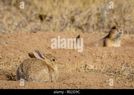 Lapin de Nuttall en prairie dog town, chien de prairie en terrier est dans la distance. Espace Ouvert Mesa Gateway Park, Colorado. Banque D'Images