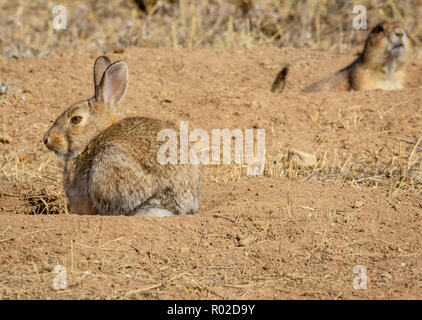 Lapin de Nuttall en prairie dog town, chien de prairie en terrier est dans la distance. Espace Ouvert Mesa Gateway Park, Colorado. Banque D'Images