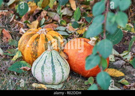 Plan de citrouilles orange et vert sur la pelouse entourée de feuilles colorées d'automne sous un buisson vert en avant-plan flou. Banque D'Images