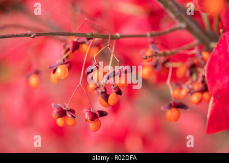 Gros plan des baies d'un buisson ardent, Euonymus alatus. New York, USA. Banque D'Images