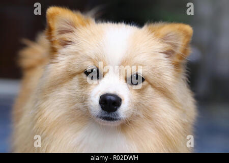Chihuahua chien Pomeranian mix avec brown Sarawasi article à l'avant. Banque D'Images