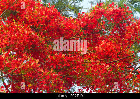 Royal Poinciana Delonix regia connu localement comme Krishnachura Satchari au Parc National. Chunarughat, Habiganj, au Bangladesh. Banque D'Images