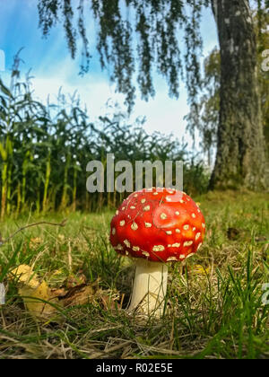 Agaric Fly (Amanita muscaria) en automne, Hesse, Allemagne Banque D'Images