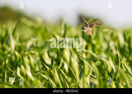 Alouette des champs (Alauda arvensis) volant au-dessus de champ de maïs dense végétation, Hesse, Allemagne Banque D'Images