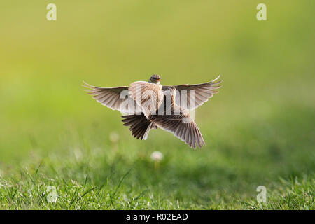 Alouette des champs (Alauda arvensis) territoire deux combats d'oiseaux, Hesse, Allemagne Banque D'Images