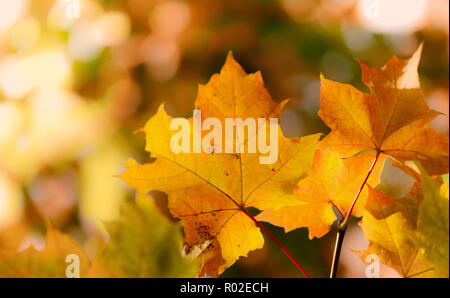 Automne fond avec feuilles d'érable Banque D'Images
