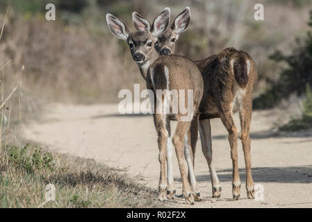 Les cerfs à queue noire (Odocoileus hemionus columbianus), une paire de jeunes chevreuils se coller ensemble au Point Reyes, Californie, USA. Banque D'Images