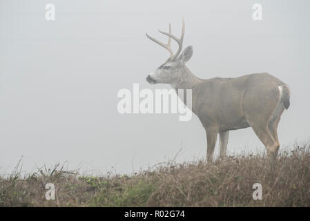 Le cerf à queue noire (Odocoileus hemionus columbianus) est une sous-espèce de la mule deer, ces ont été photographiés sur un après-midi brumeux dans Pt Reyes. Banque D'Images