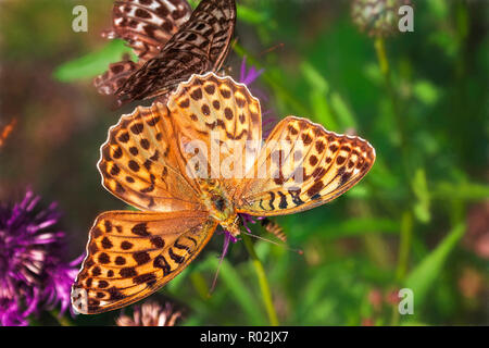 Niobe fritillary Argynnis niobe alimentation papillon sur fleur de chardon Banque D'Images