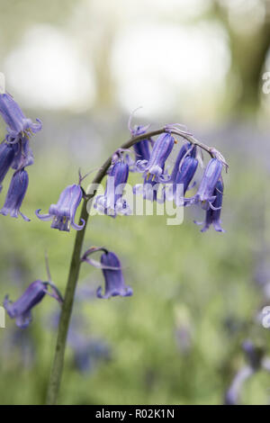 Close-up of violet fleurs jacinthes des bois bluebell en au printemps avec l'arrière-plan flou, Warwickshire, England, UK Banque D'Images