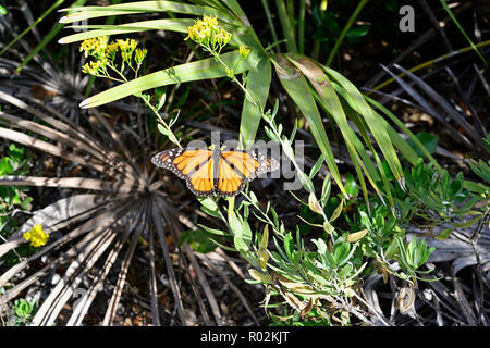 Le monarque (Danaus plexippus) reposant sur une fleur dans la verge d'broussailles côtières dans l'enclave de la Floride, aux États-Unis. Banque D'Images