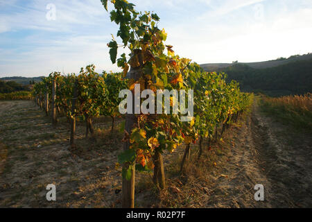 Vignoble dans Monterongriffoli, près de Montalcino, province de Sienne, Toscane, Italie Banque D'Images