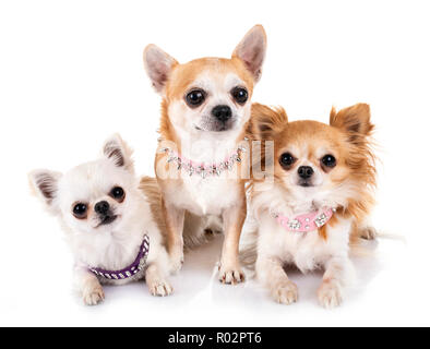 Peu chis in front of white background Banque D'Images