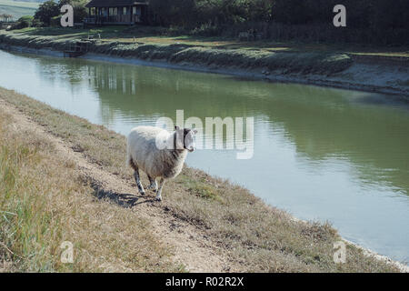 Les moutons le long de la rive de la rivière Cuckmere, près de 1 156 km, Wealden, East Sussex, England, UK Banque D'Images