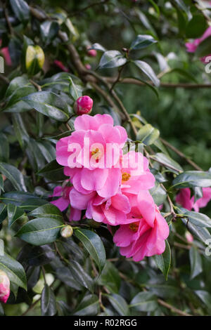 Camellia x williamsii fleurs. Banque D'Images