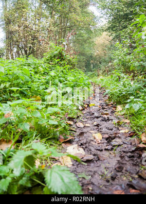Promenade à travers la forêt chemin feuilles automne feuillage vert moyen ; ; ; UK Angleterre Essex Banque D'Images