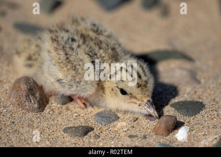 Une sterne naine (Sternula albifrons) poussin camouflé dans le sable à Gronant, au nord du Pays de Galles. Photo prise sous licence NRW. Banque D'Images