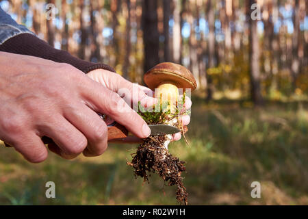 Close-up view of a young woman's hands à la recherche d'un champignon de nettoyage, dans une forêt avec une aiguille et d'une mousse dans une journée d'automne Banque D'Images