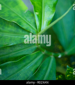 Photographies de fleurs du Jardins engloutis dans Tampa Florida Banque D'Images