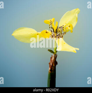 Photographies de fleurs du Jardins engloutis dans Tampa Florida Banque D'Images