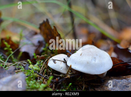 Mortelle moisissure toxique dangereux pour la santé humaine et de la vie. L'humidité de la forêt après la pluie sur les feuilles mortes sur le terrain dans la forêt Banque D'Images