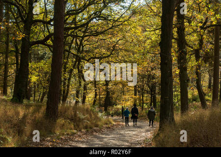 Groupes de personnes marchant sur un chemin à travers les arbres dans les bois de Harcastle Crag National Trust lors d'une journée d'automne ensoleillée, Hebden Bridge, West Yorkshire, Royaume-Uni Banque D'Images