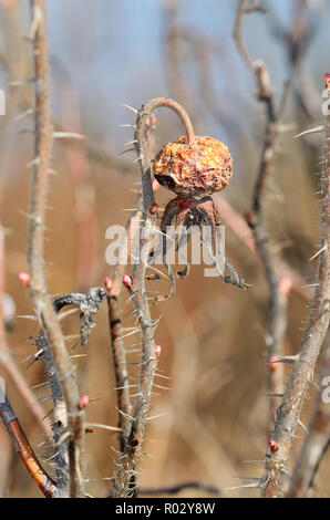 Des roses anciennes, à partir de la hanche l'année dernière.old rose hip à partir de l'an dernier.Le fruit est sec et a un aspect froissé. Banque D'Images