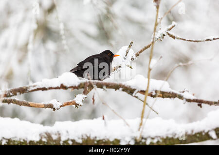 Blackbird sur une branche dans la forêt enneigée Banque D'Images