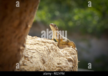 Varadero,une superbe destination beach resort, couvrant l'étroite péninsule Hicacos Cuba, est une station balnéaire très populaire de la ville. Banque D'Images