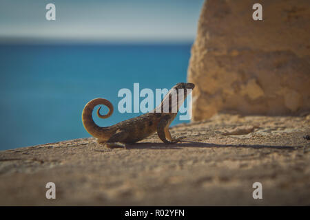 Varadero,une superbe destination beach resort, couvrant l'étroite péninsule Hicacos Cuba, est une station balnéaire très populaire de la ville. Banque D'Images