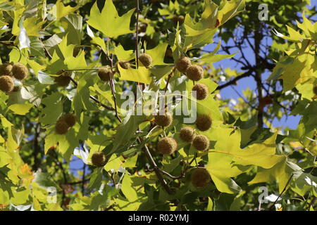 Avion graines et les feuilles sur une branche sur la journée ensoleillée d'automne en Allemagne. Banque D'Images