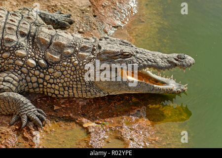 Crocodile du Nil, Crocodylus niloticus. Banque D'Images